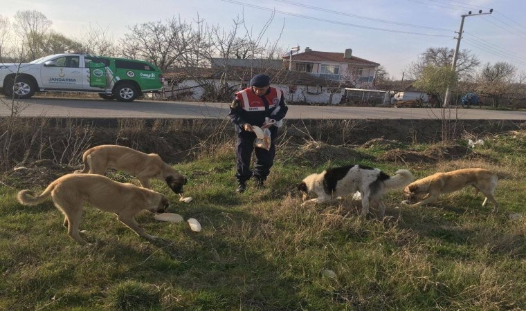 Jandarma sokak hayvanlarını elleriyle besledi