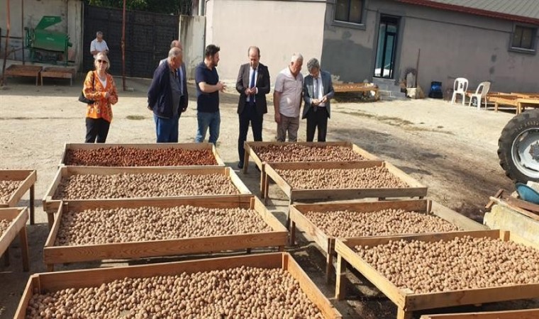 Tekirdağ’da ceviz hasadı devam ediyor