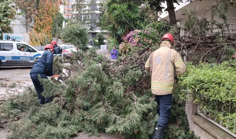 Kadıköy’de fırtına nedeniyle ağaç devrildi