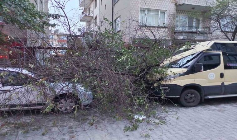 Kırklareli’nde şiddetli rüzgar ağaçları devirdi