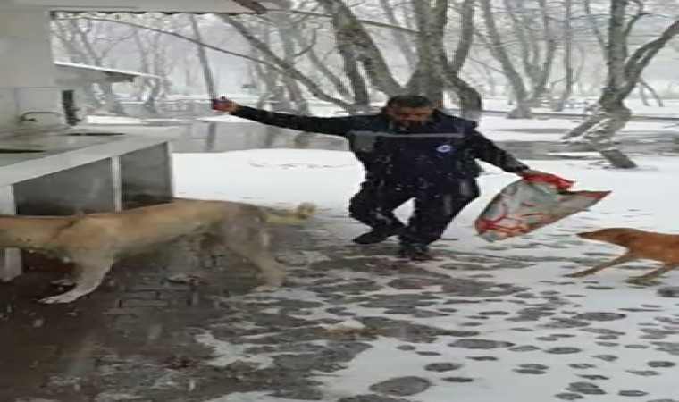 Çanakkale’de kar altındaki sokak hayvanlarına oyun havası eşliğinde mama