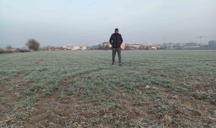 Edirne’de tarım arazileri buz tuttu