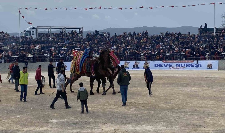 Ezine’de deve güreşleri nefes kesti