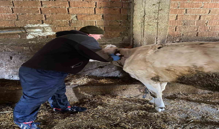 Kırklareli’nde bruselloz hastalığına karşı aşılama