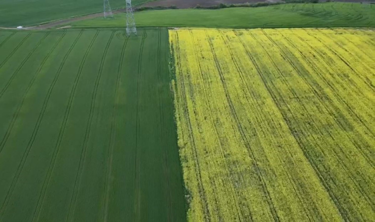 Tekirdağ’da sarı bahar