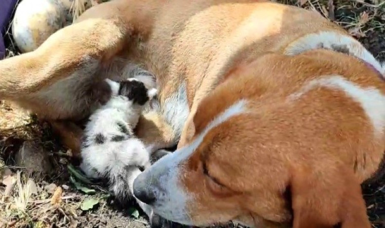 Ayvacık’ta annesinin terk ettiği yavru kediye, köpek annelik yapıyor