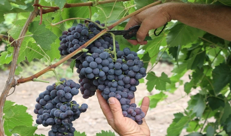 Trakya İlkeren üzümünün hasadı başladı