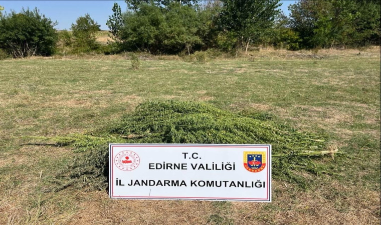 Edirne’de uyuşturucu operasyonu: 300 kök kenevir imha edildi