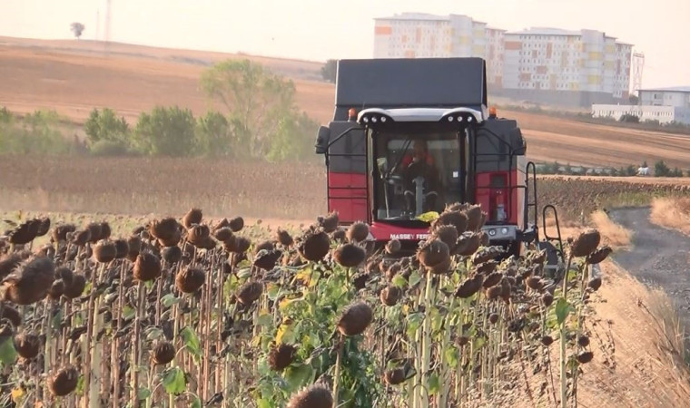 İHA ve SİHA’dan sonra ayçiçeğinde de yerli başarı: Trakya’nın tohumu tüm Türkiye’yi besleyecek