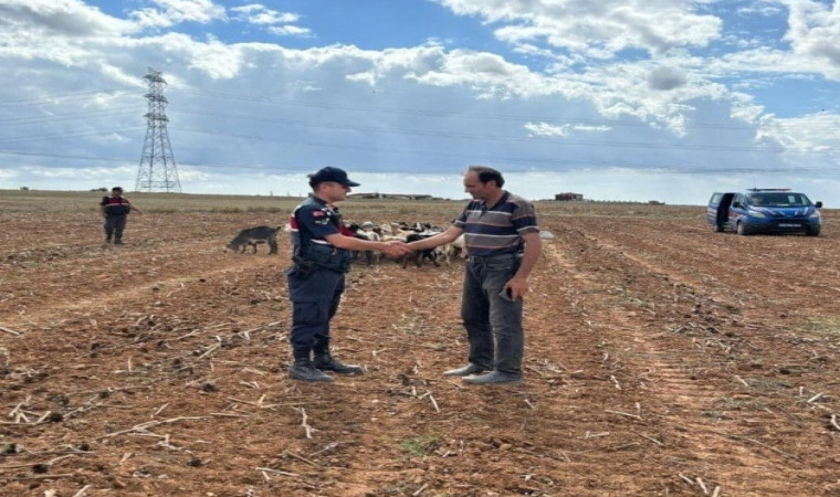 Kırklareli’nde kaybolan küçükbaş hayvanlar bulundu