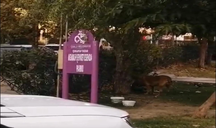 Başıboş Köpekler Parkları Mesken Tuttu