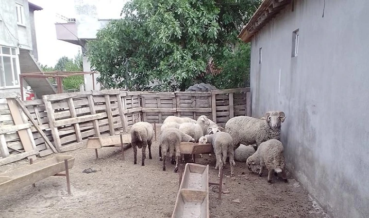 Çorlu’da Hayvancılık Terk Ediliyor!