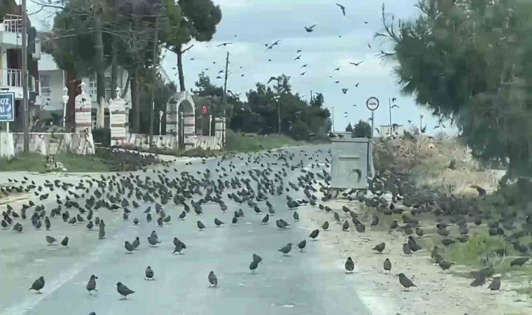 Yolda sığırcık istilası: Sürücüler ilerleyemedi