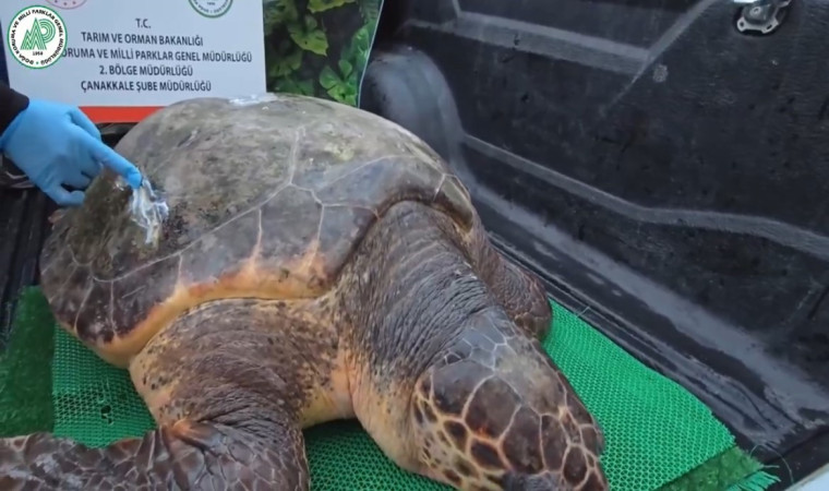 Yaralanan Caretta caretta şifayı Çanakkale’de buldu