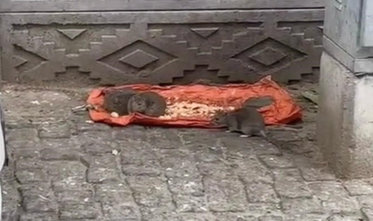 Tekirdağ’da vatandaşlar tedirgin: ”Fareler sokakları bastı”
