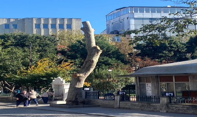 Cumhuriyet Meydanı’ndaki Ağaçlar Budanıyor