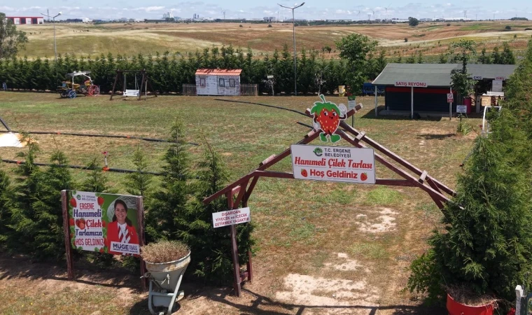 Lavanta Tarlası Ve Hanımeli Çilek Tarlası Kapılarını Açtı