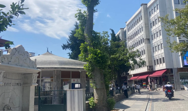 Budanan Ağaçlar Yeniden Filizleniyor