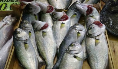 (Özel) Denizlerin prensi lüfer tezgahlarda azaldı, kilosu 750 liraya çıktı