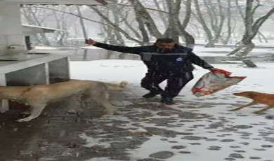 Çanakkale’de kar altındaki sokak hayvanlarına oyun havası eşliğinde mama