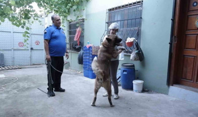 Kedi ve köpekleri için bahçeli ev kiraladılar: Hepsinin ayrı odası var