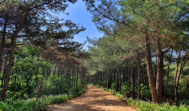 Tekirdağ’da ormanlara girişler yasaklandı