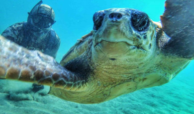 Çanakale Boğazı’nda caretta caretta ile selfie
