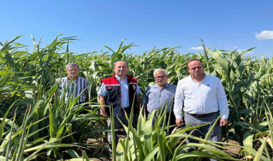 Silajlık Sorgum Projesi: Tekirdağ’da kuraklığa karşı tarımsal yenilikler incelendi