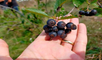 Süper meyve aronya hasadı: Faydası saymakla bitmiyor