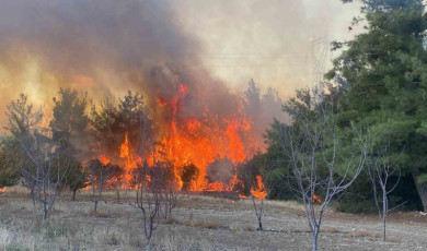 Çanakkale’de orman yangını
