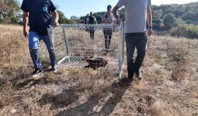 Tekirdağ’da yaralı tilki tedavi edilip doğaya bırakıldı