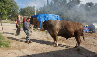 1.5 tonluk ”Fatih” isimli boğa alıcısını bekliyor