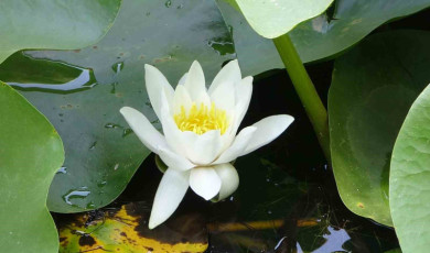 Bu çiçeği koparmanın cezası 557 bin 212 TL