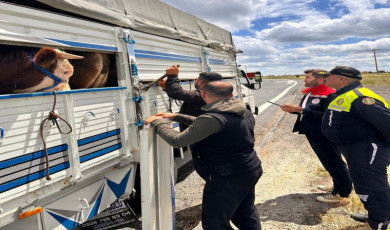 Tekirdağ’da kaçak hayvan sevkiyatına 105 bin TL ceza