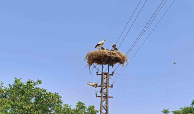 Anne şevkatiyle yaralı leyleğe sahip çıktı