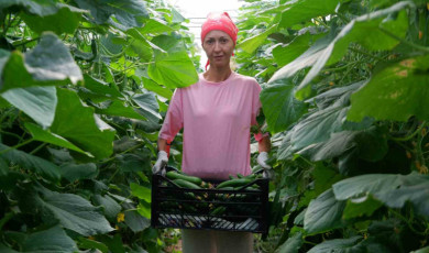 Devlet desteğiyle kurduğu serada taleplere yetişemiyor