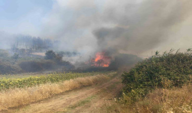 Tekirdağ’da orman yangını