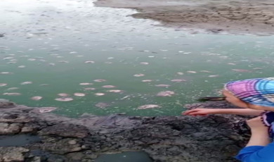 Tekirdağ’da gölette oksijen azalması nedeniyle balık ölümleri yaşandı