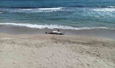 Tekirdağ’da ölü yunus sahile vurdu