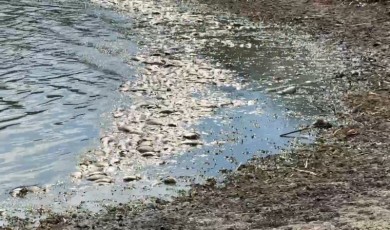 Tekirdağ’da su seviyesi azalan gölette balık ölümleri meydana geldi