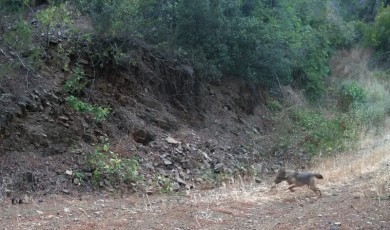 Ganos Dağları’nda çakalın karacanın peşinden gitmesi kamerada