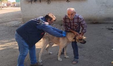 Hayrabolu’da kedi ve köpekler kimliklendiriliyor