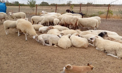 Hayvan Alım Satımı Yasaklandı