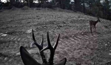Tekirdağ’da fotokapanlara yansıyan karacalar görüntülendi