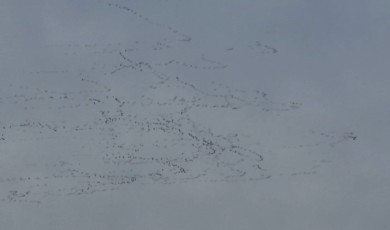 Tekirdağ’da gökyüzünde leylek şöleni