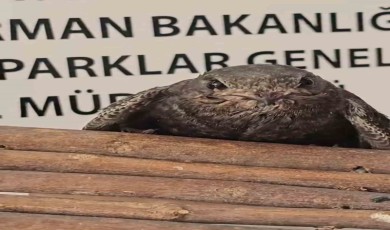 Yaralı kuşlar Doğa Koruma ve Milli Parklar ekipleri sayesinde hayata tutundu