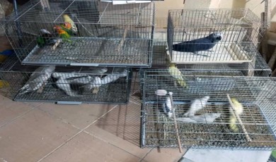 Çorlu’da Egzotik Kuş Operasyonu: Ceza yağdı