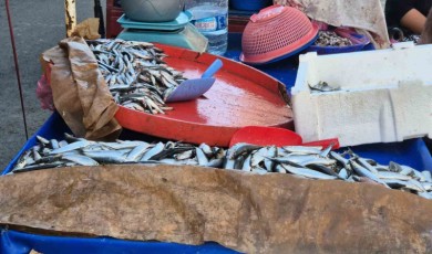 Seyyar balıkçı: ”Bu senenin balığı sardalya”