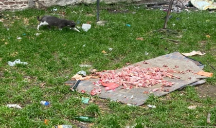 Hayvan Sevgisi Çevreyi Kirleterek Gösterilmez