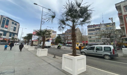 Belediyeden Meydana Palmiye Dokunuşu!